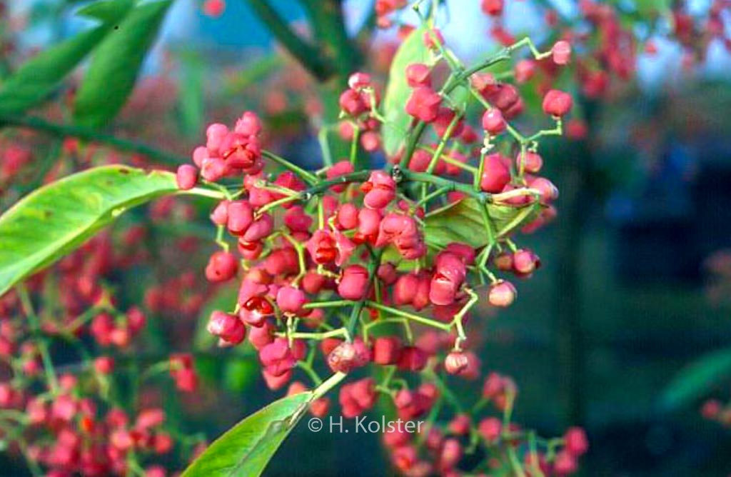 Euonymus hamiltonianus ‚Den Haag‘