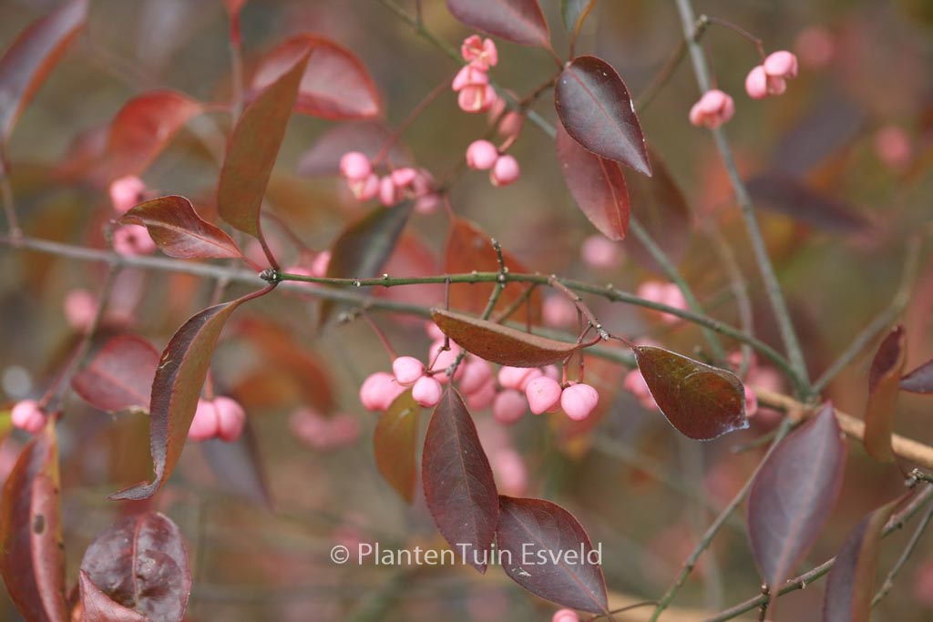 Euonymus hamiltonianus ‚Indian Summer‘