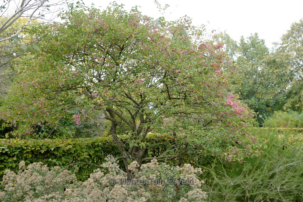 Euonymus hamiltonianus ‚Rising Sun‘