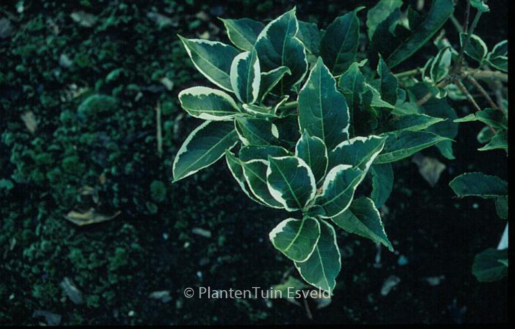 Euonymus hamiltonianus ‚Snow‘