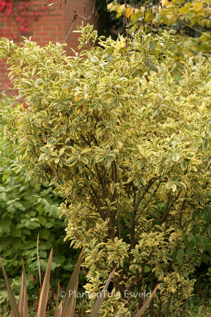 Euonymus japonicus ‚Bravo‘