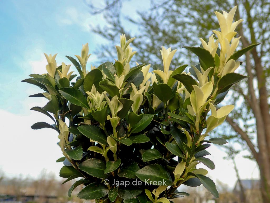 Euonymus japonicus ‚Francien‘