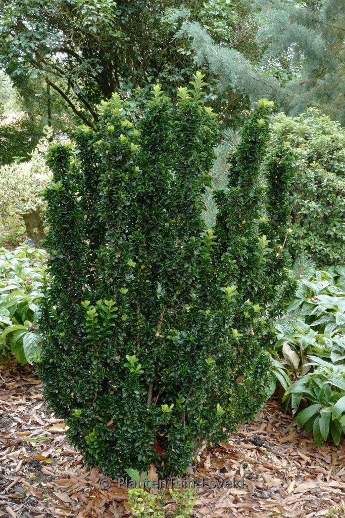 Euonymus japonicus ‚Green Rocket‘