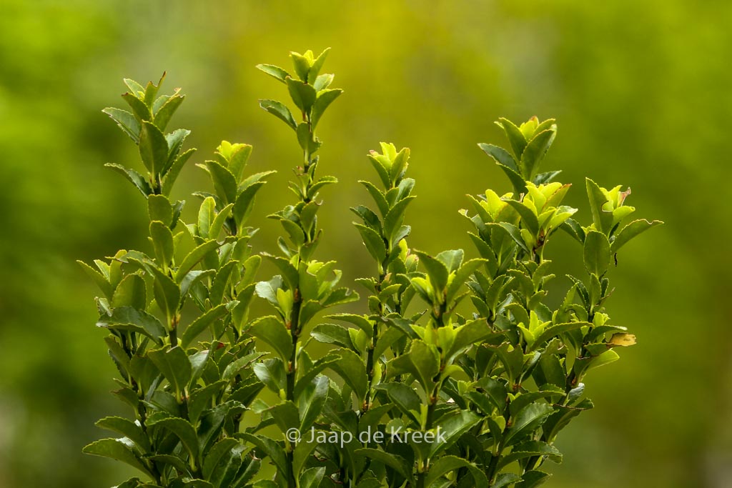 Euonymus japonicus ‚Green Spire‘