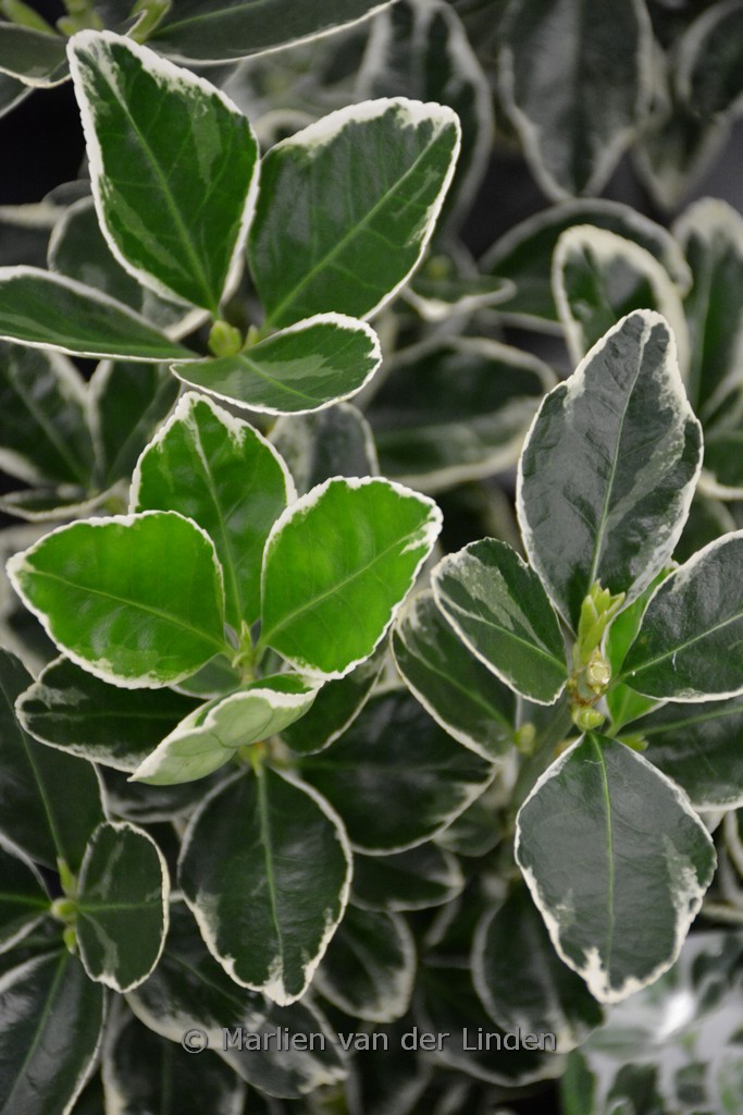 Euonymus japonicus ‚Kathy‘