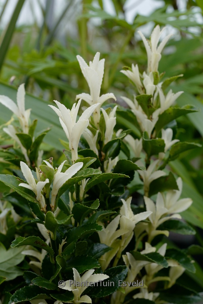 Euonymus japonicus ‚Lankveld03‘ PALOMA BLANCA