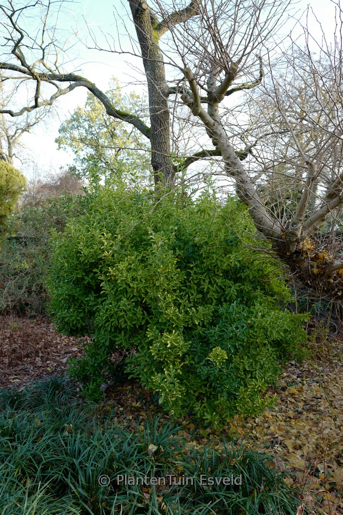 Euonymus japonicus ‚Ovatus Aureus‘