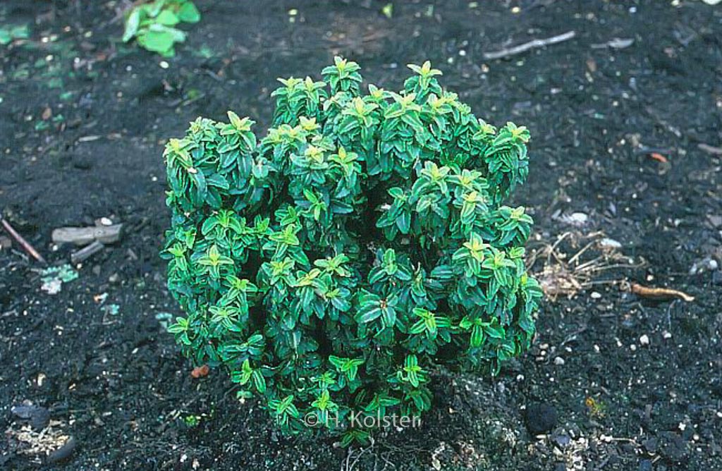 Euonymus japonicus ‚Rykujo‘