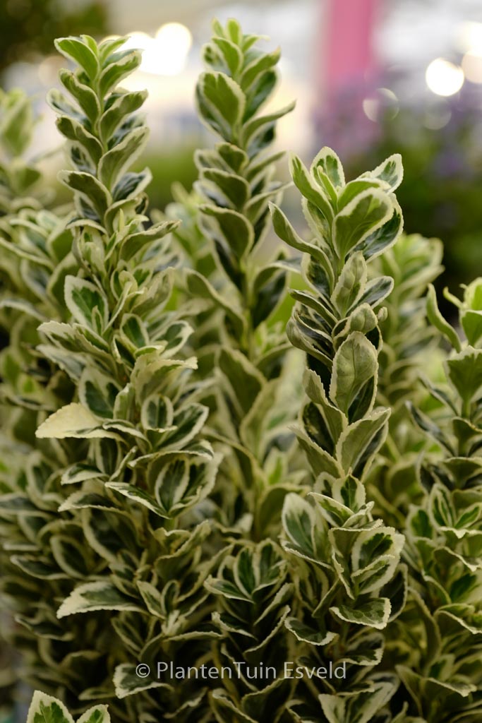 Euonymus japonicus ‚White Spire‘