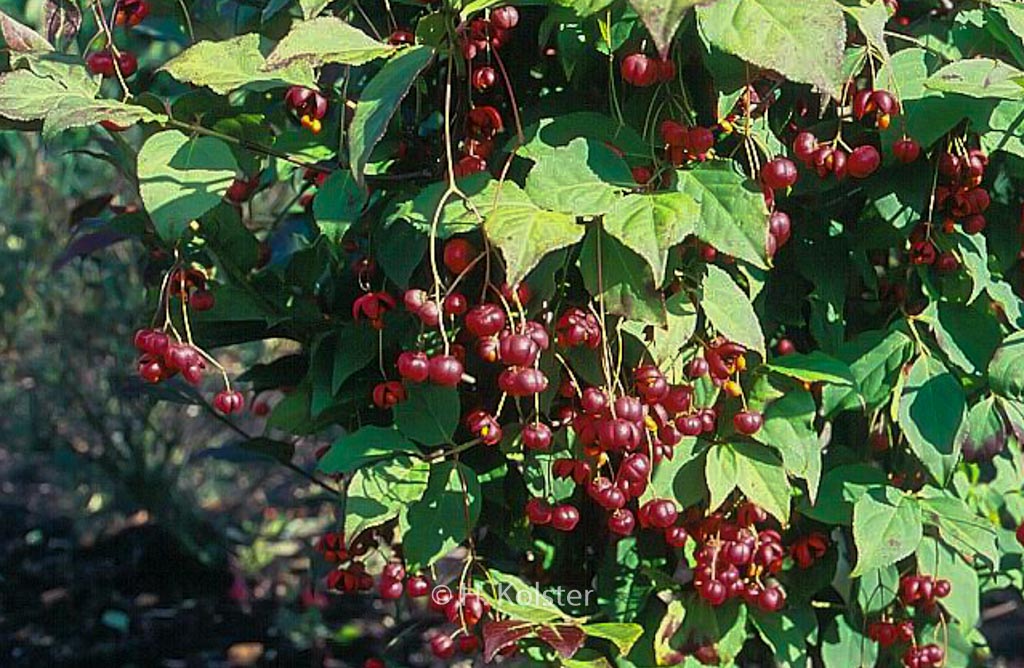 Euonymus oxyphyllus ‚Waasland‘