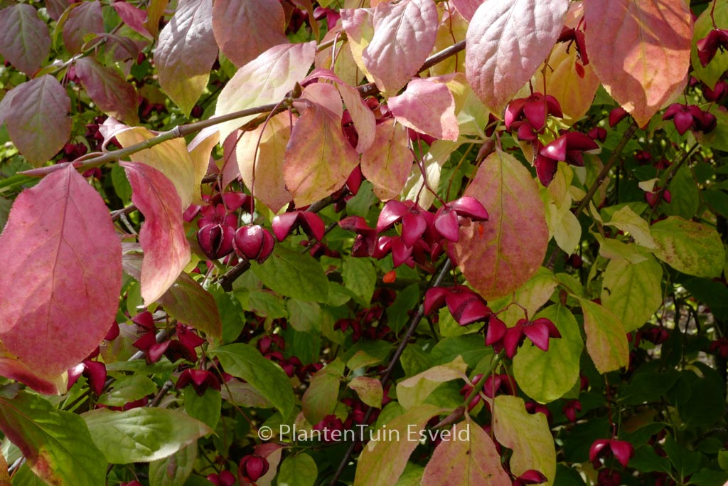 Euonymus planipes