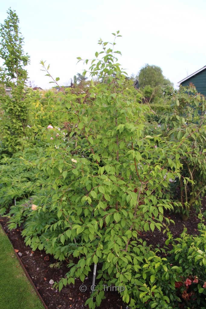 Euonymus sanguineus