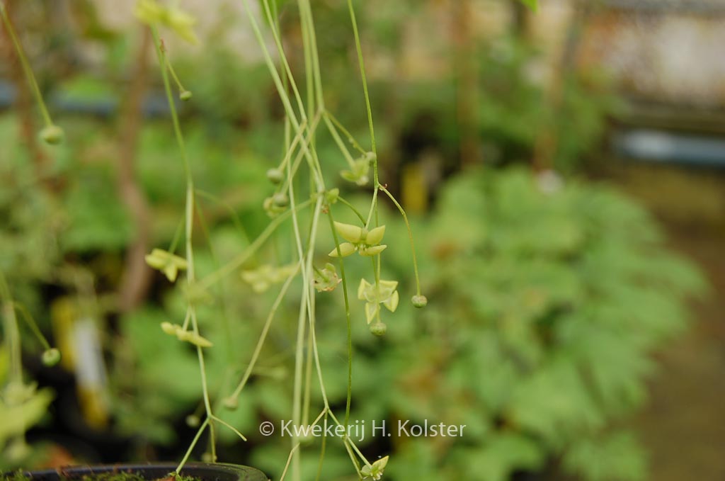 Euonymus schensianus