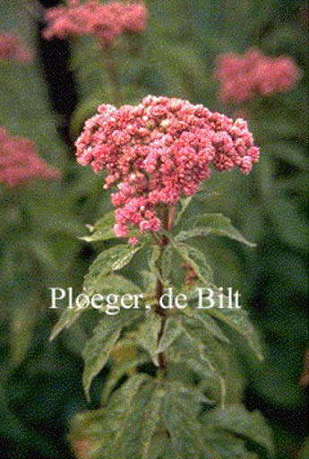 Eupatorium cannabinum ‚Plenum‘