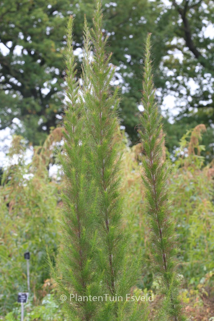 Eupatorium cappillifolium ‚Elegant Plume‘