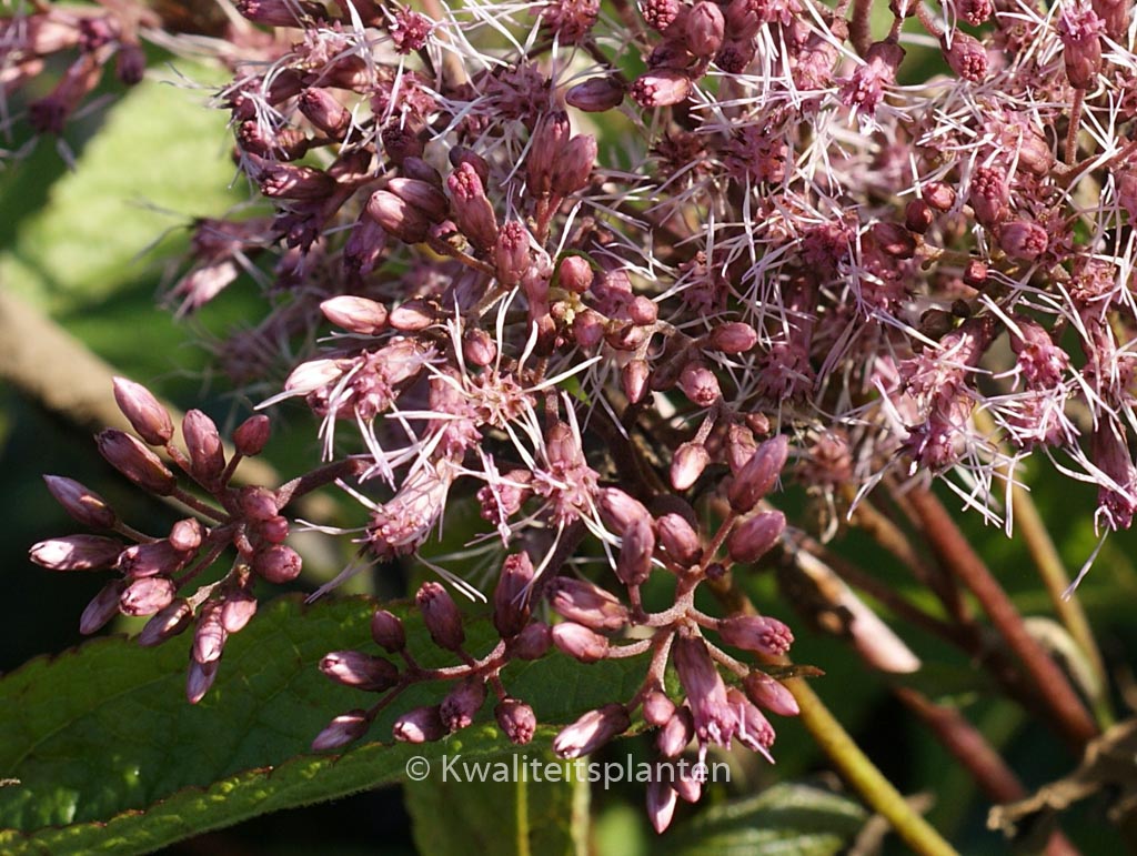 Eupatorium dubium ‚Baby Joe‘