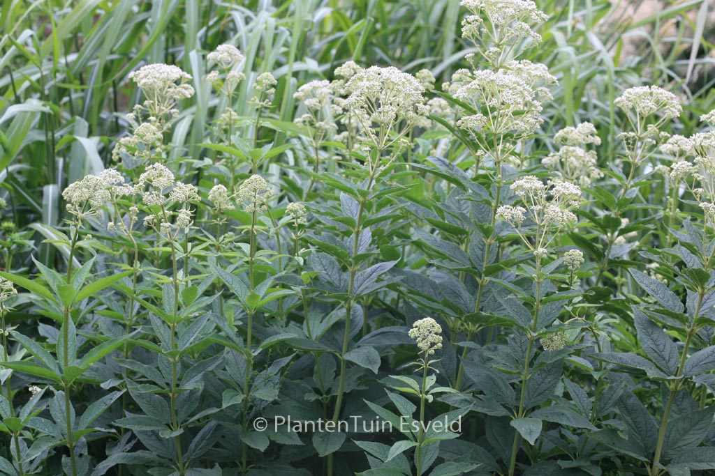 Eupatorium fistulosum ‚Bartered Bride‘
