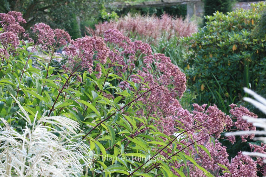 Eupatorium maculatum ‚Atropurpureum‘