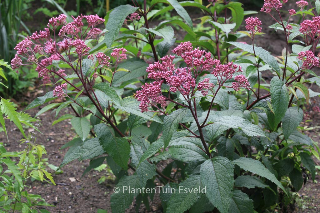 Eupatorium maculatum ‚Augustrubin‘
