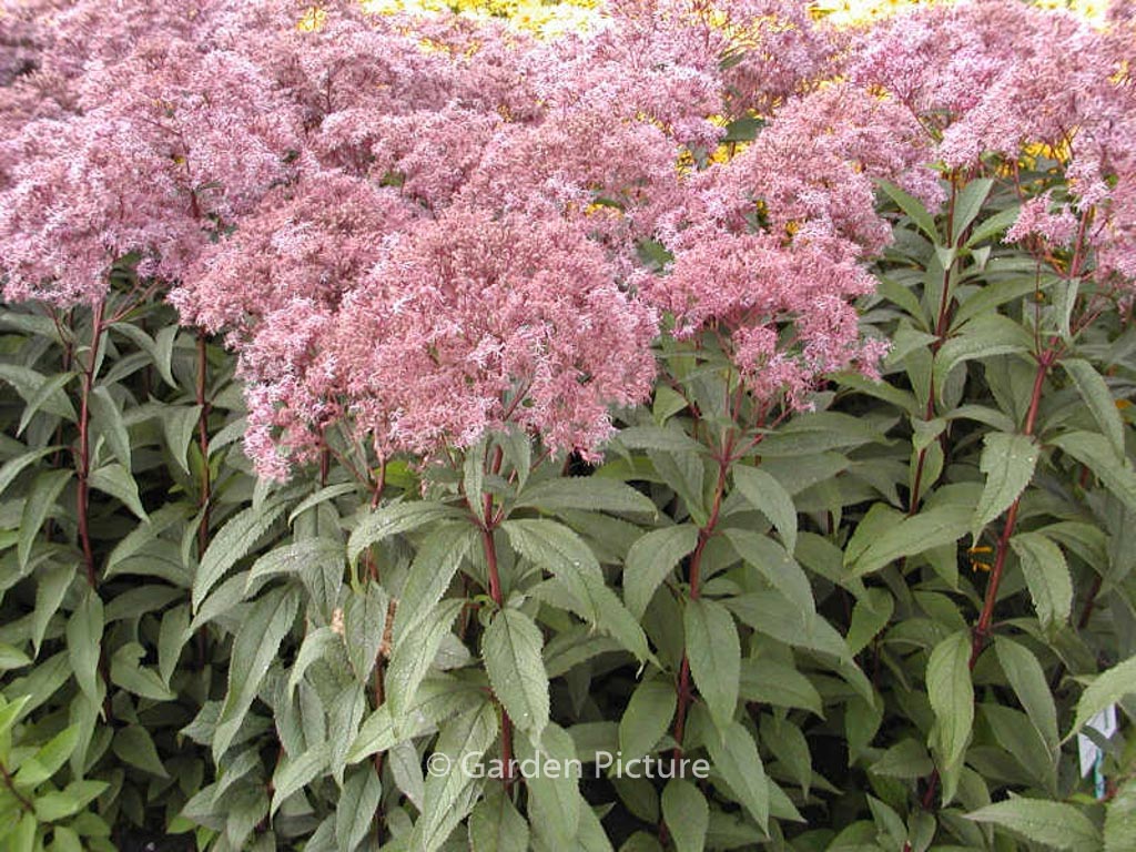Eupatorium maculatum ‚Glutball‘