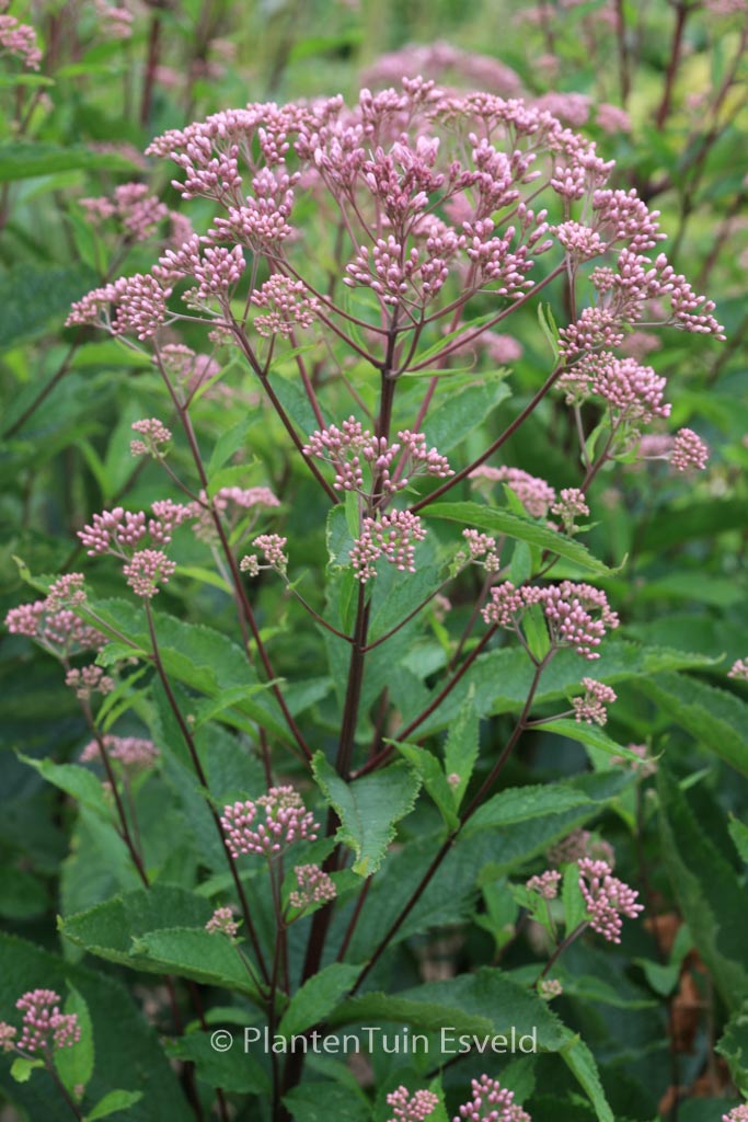 Eupatorium maculatum ‚Phantom‘