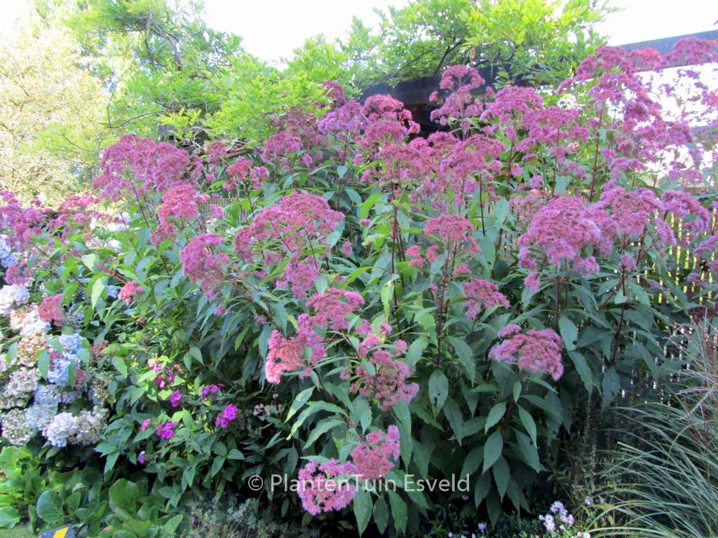 Eupatorium maculatum ‚Purple Bush‘