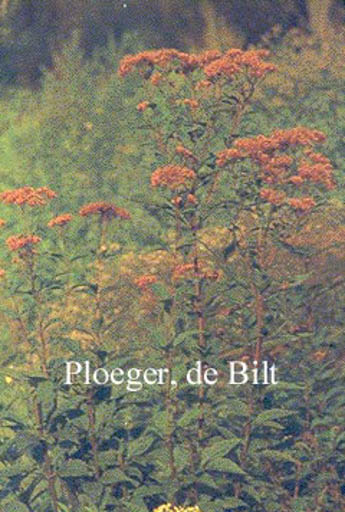 Eupatorium purpureum