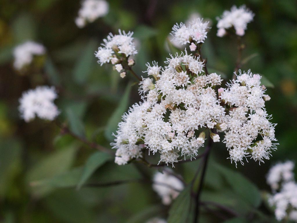 Eupatorium rugosum ‚Chocolate‘