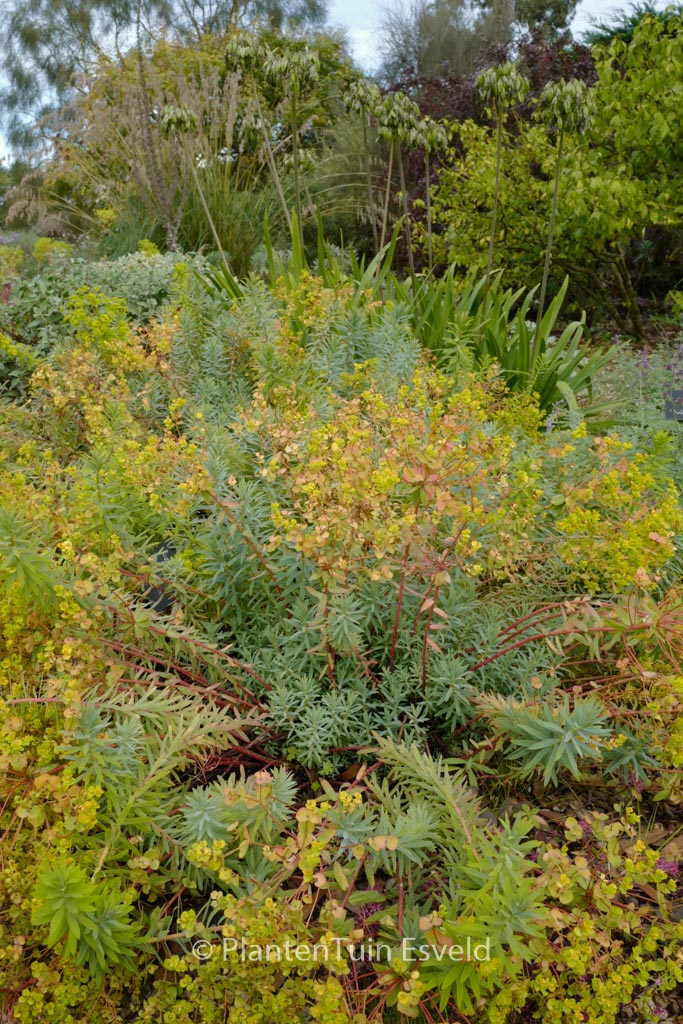 Euphorbia ‚Blue Haze‘