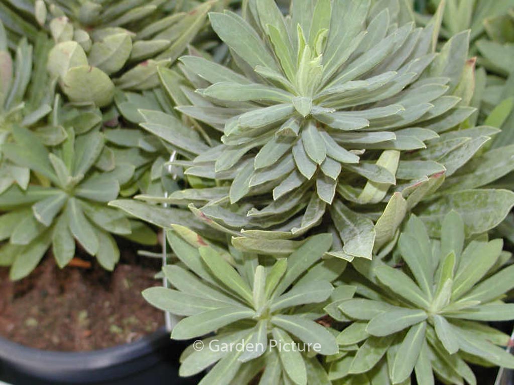 Euphorbia ‚Charam‘ (REDWING)