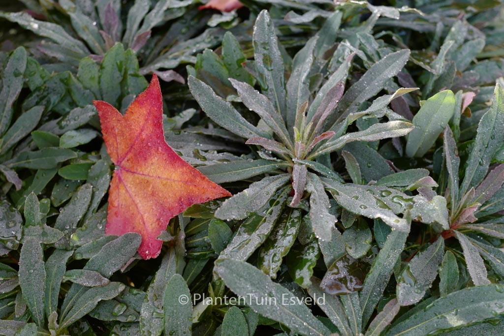 Euphorbia ‚Nothowlee‘ (BLACKBIRD)