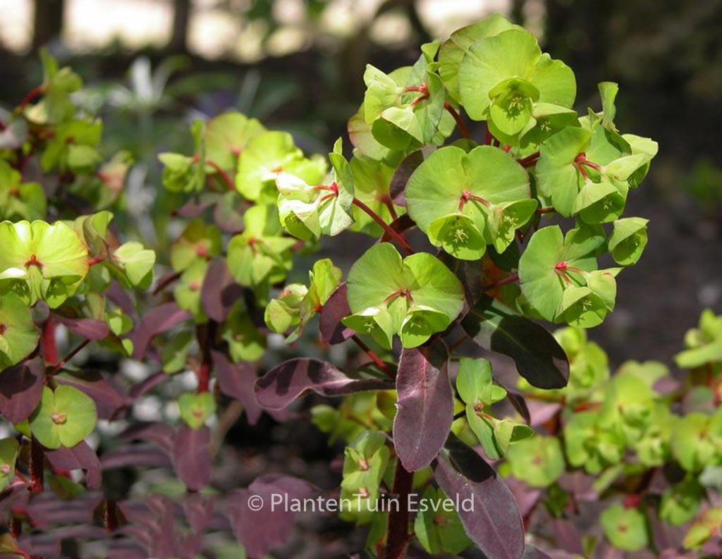 Euphorbia amygdaloides ‚Purpurea‘