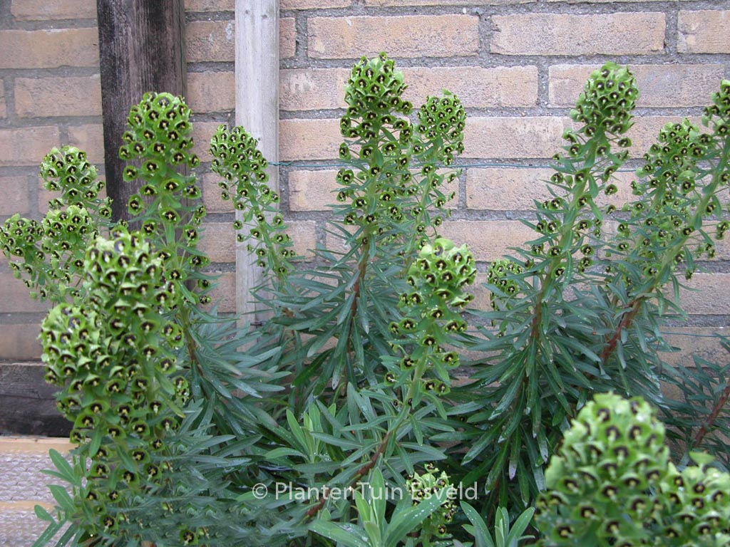 Euphorbia characias ‚Black Pearl‘