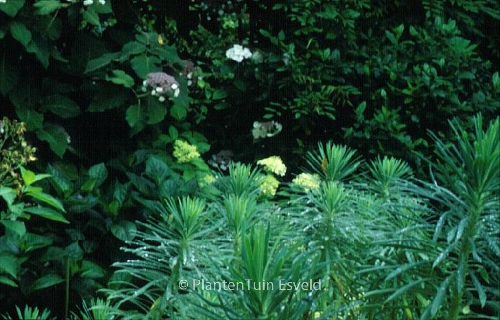 Euphorbia characias ‚Blue Wonder‘