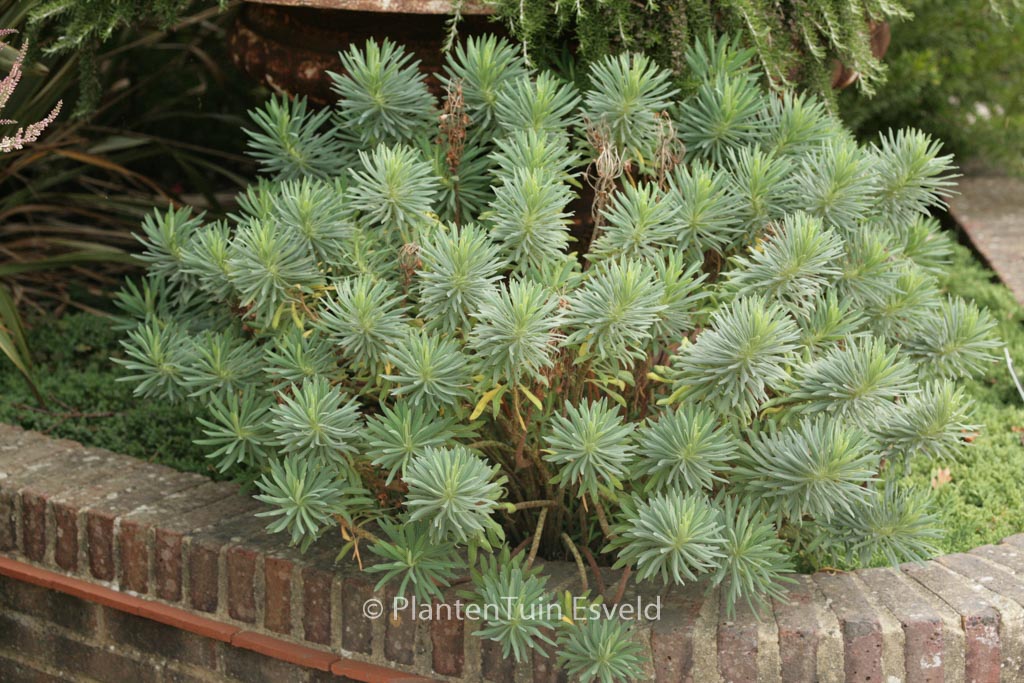 Euphorbia characias ‚Humpty Dumpty‘
