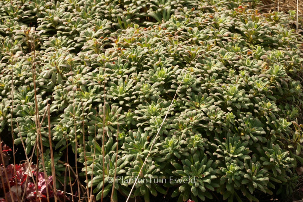 Euphorbia characias ‚Portuguese Velvet‘
