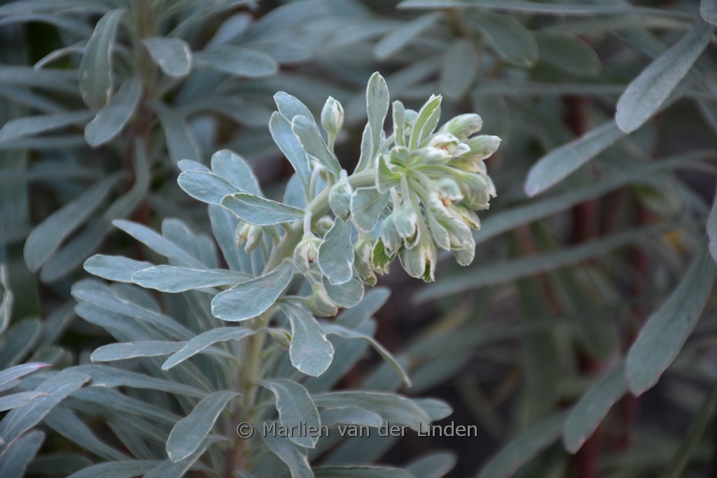 Euphorbia characias ‚Silver Edge‘
