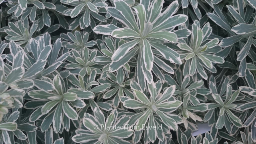 Euphorbia characias ‚Silver Swan‘
