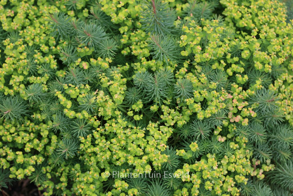 Euphorbia cyparissias ‚Clarice Howard‘