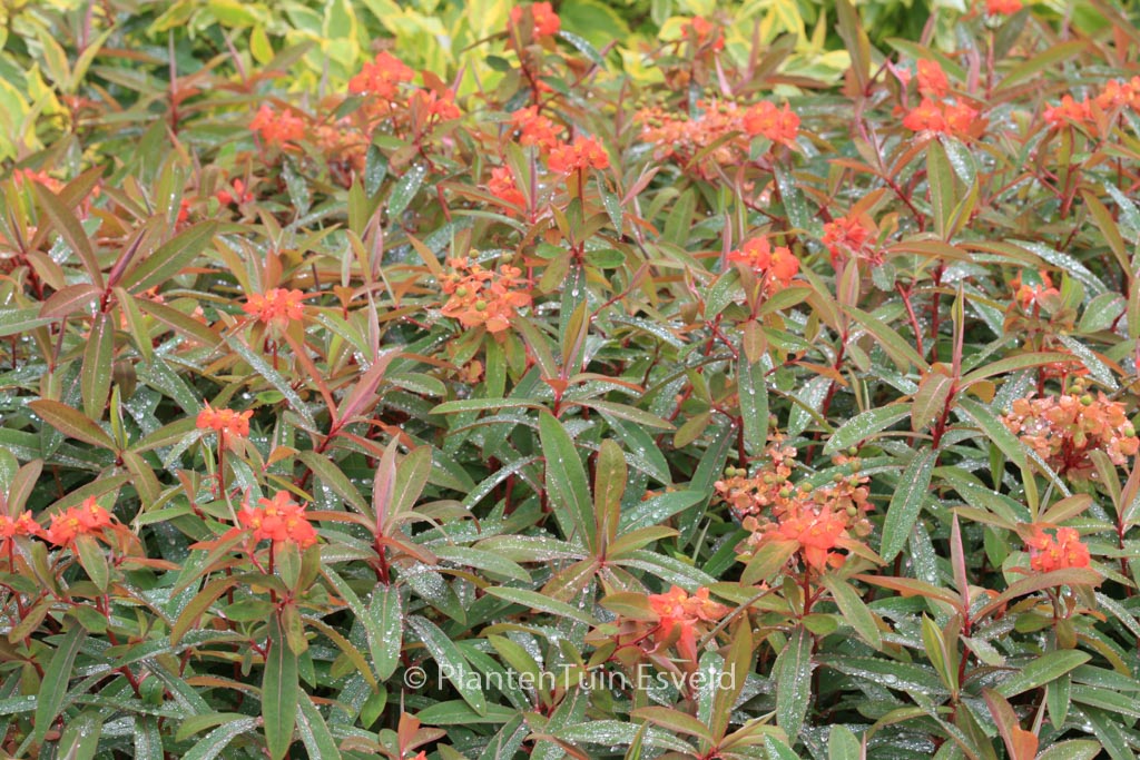 Euphorbia griffithii ‚Fireglow‘