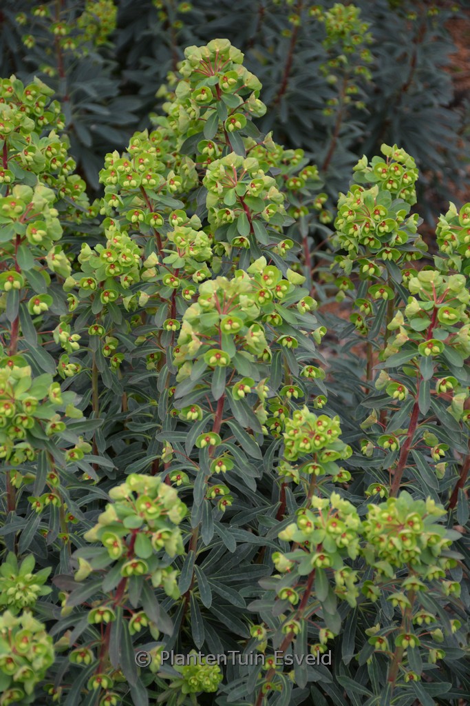 Euphorbia martini