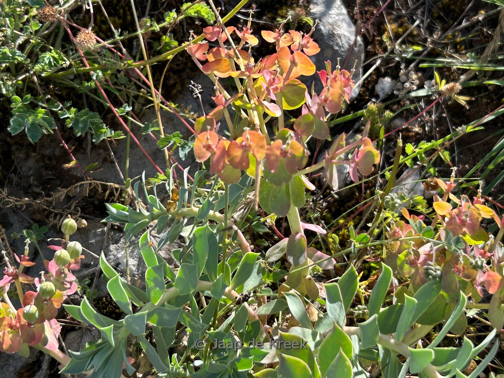 Euphorbia myrsinites