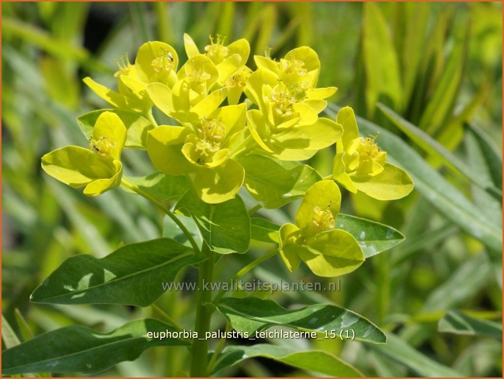 Euphorbia palustris ‚Teichlaterne‘