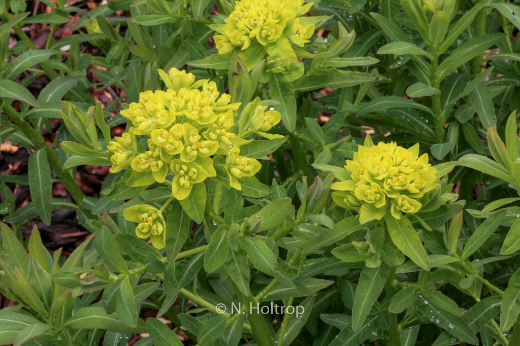 Euphorbia palustris ‚Walenburg’s Glorie‘