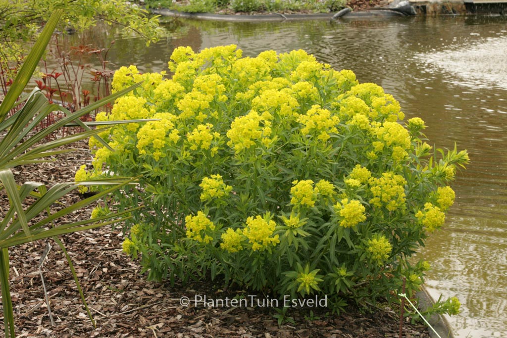 Euphorbia palustris