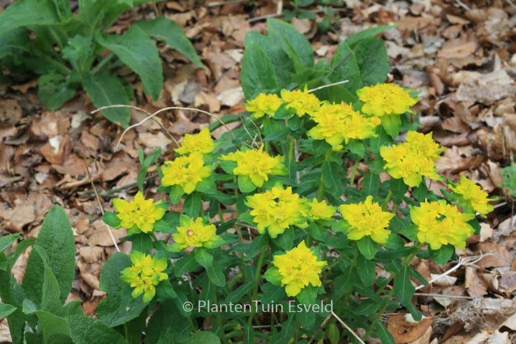 Euphorbia polychroma ‚Senior‘
