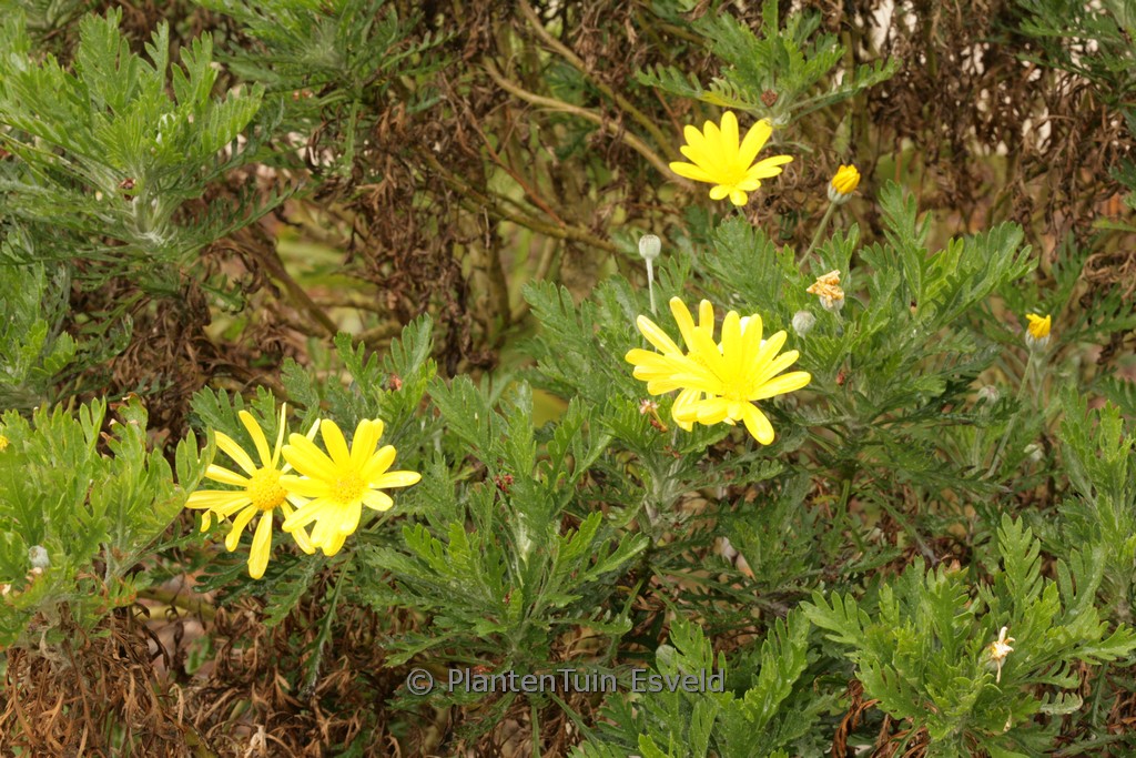 Euryops pectinatus