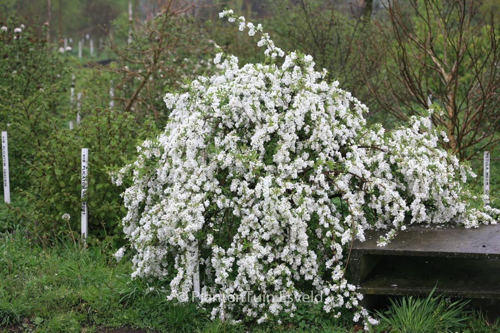 Exochorda ‚The Bride‘