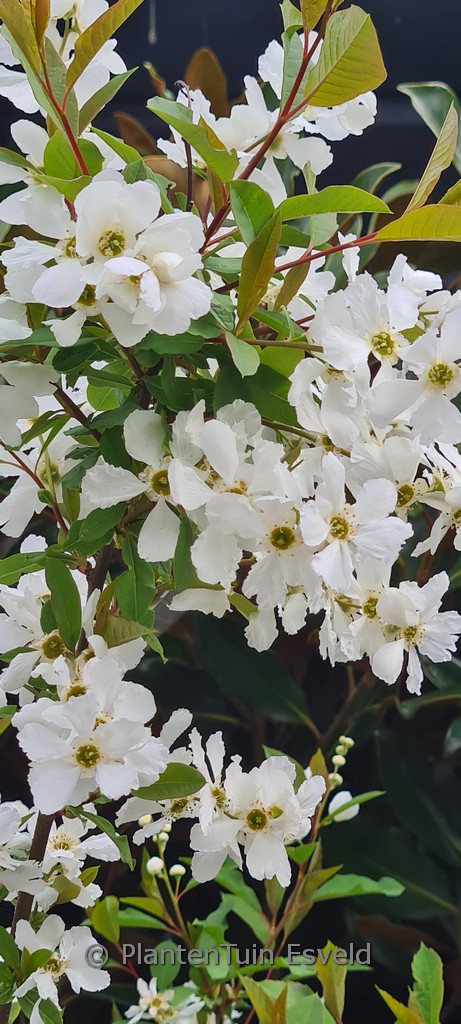 Exochorda racemosa ‚Huibl‘ (BLUSHING PEARL)