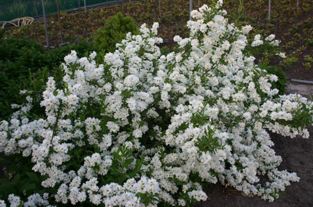 Exochorda racemosa ‚Niagara‘